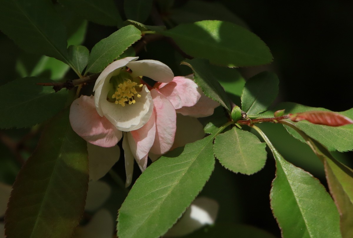 关东百花园（333）——木瓜海棠