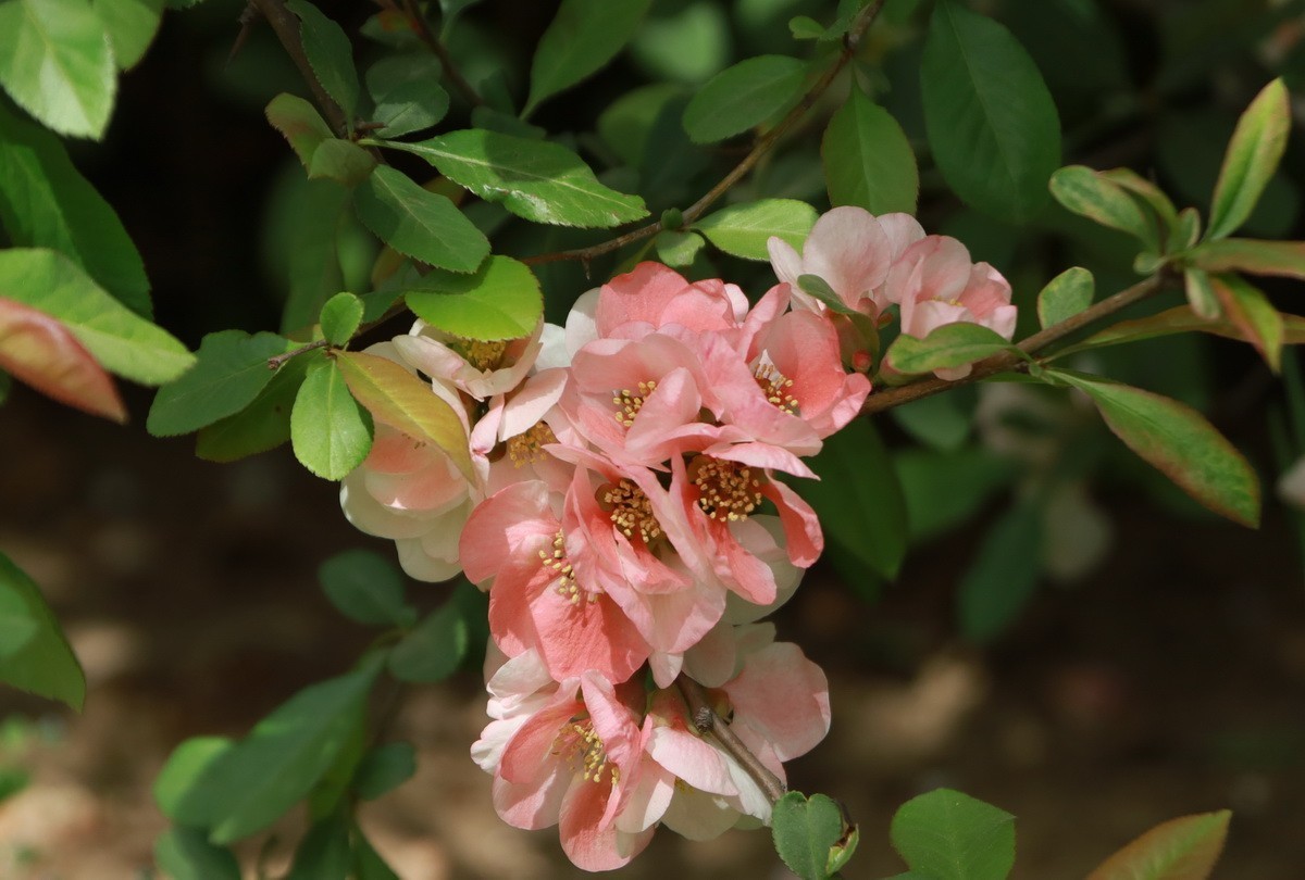 关东百花园（333）——木瓜海棠