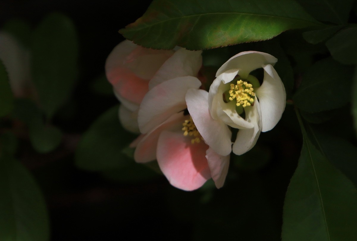 关东百花园（333）——木瓜海棠