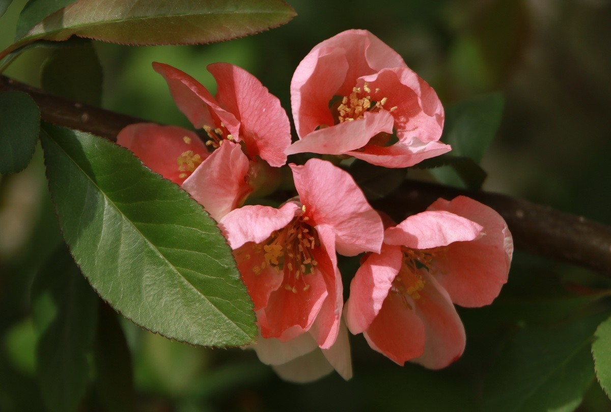 关东百花园（333）——木瓜海棠