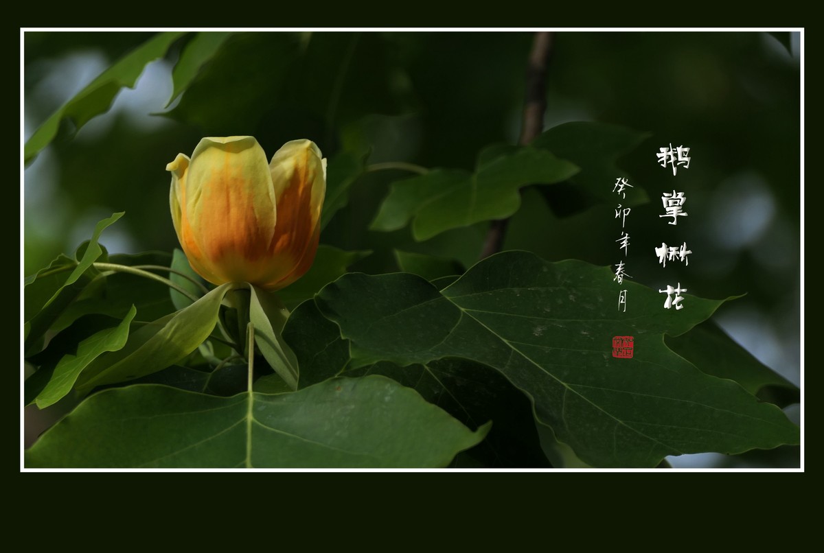 树上的小金杯-鹅掌楸花
