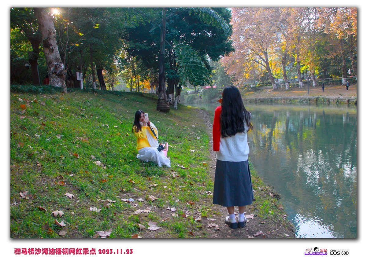 成都沙河梧桐(B)