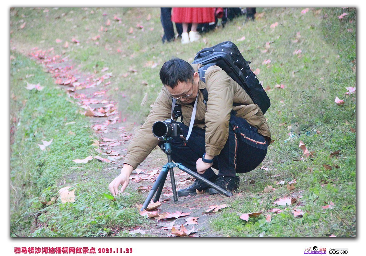 成都沙河梧桐(B)