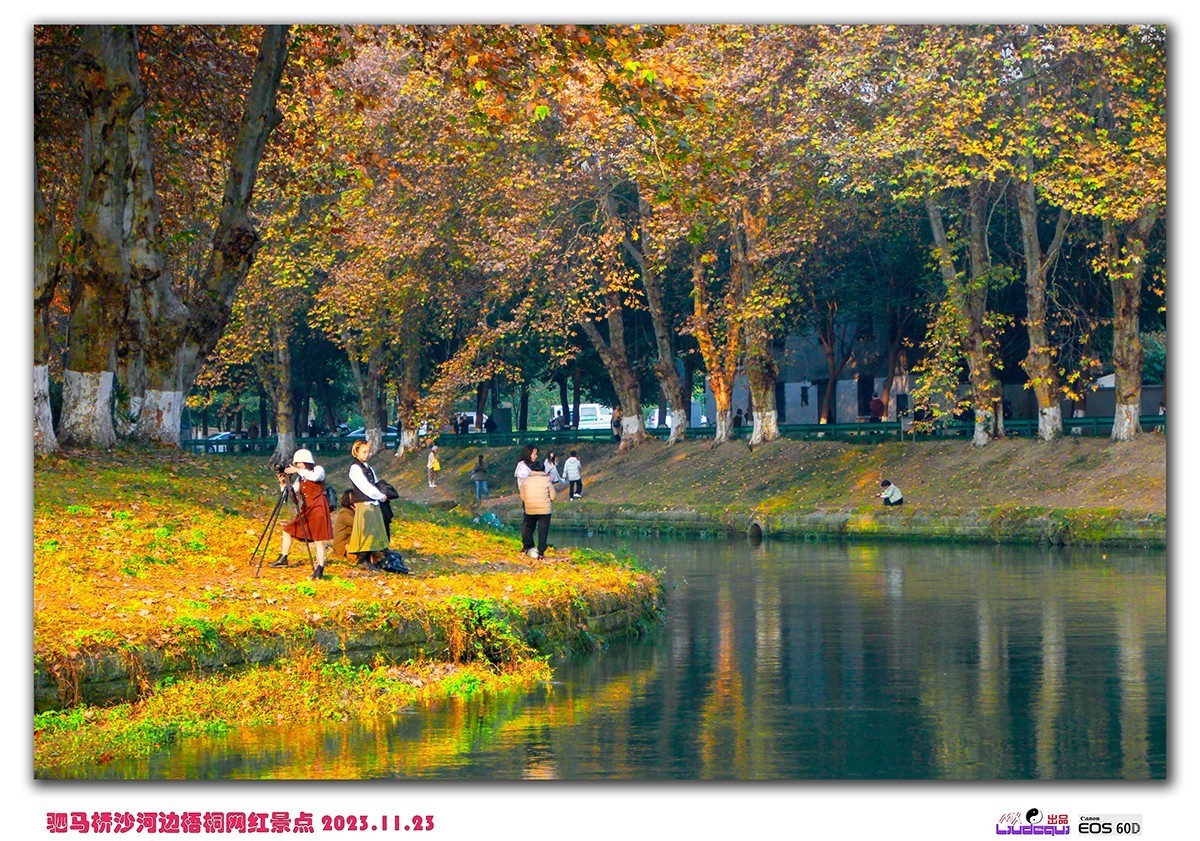 成都沙河梧桐(B)