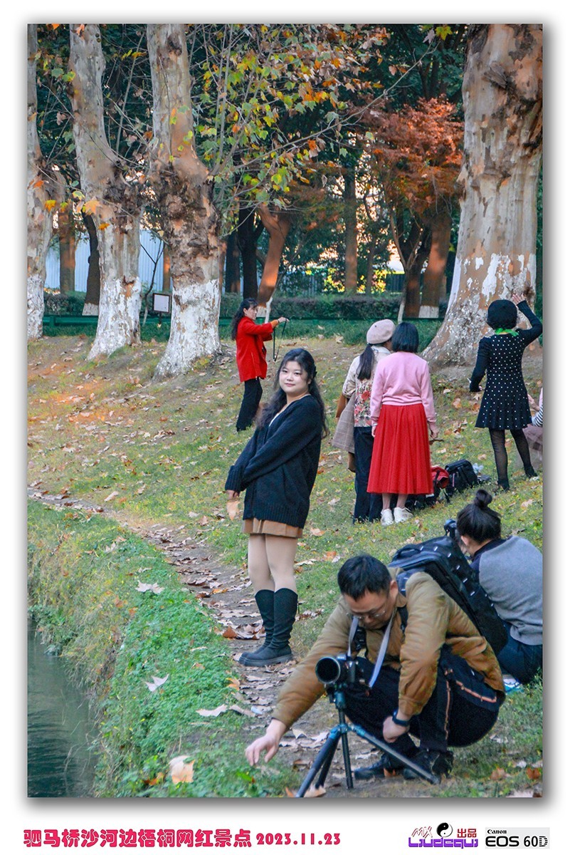 成都沙河梧桐(B)