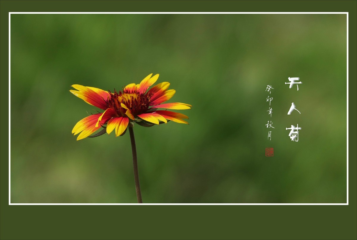 美丽的天人菊引蜂蝶