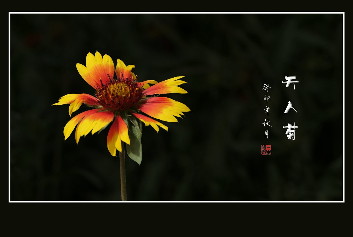 美丽的天人菊引蜂蝶