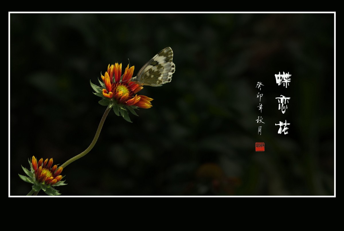 美丽的天人菊引蜂蝶