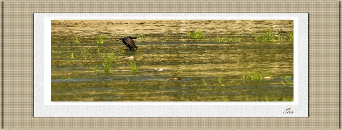 装饰画--鱼鹰展翅