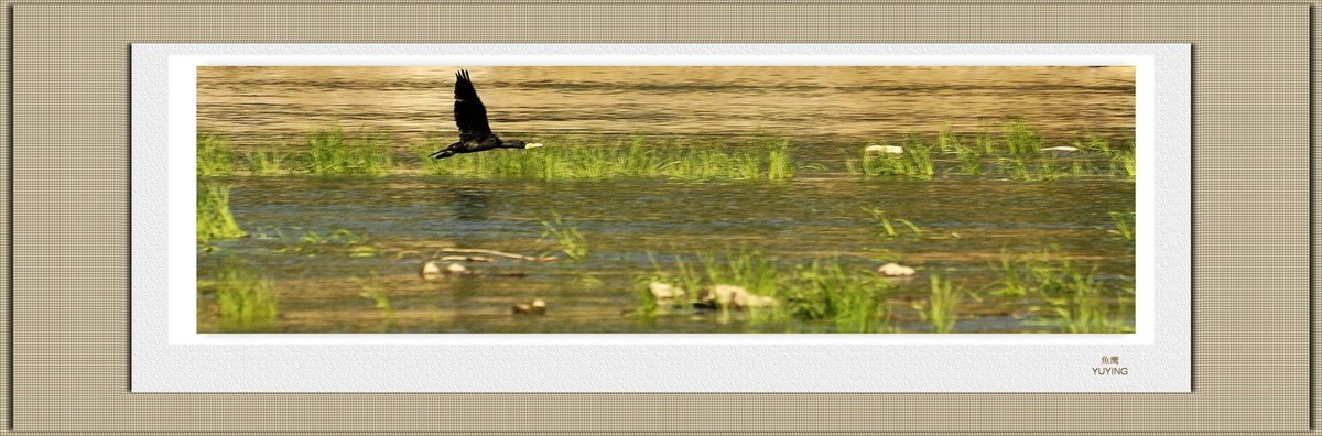 装饰画--鱼鹰展翅
