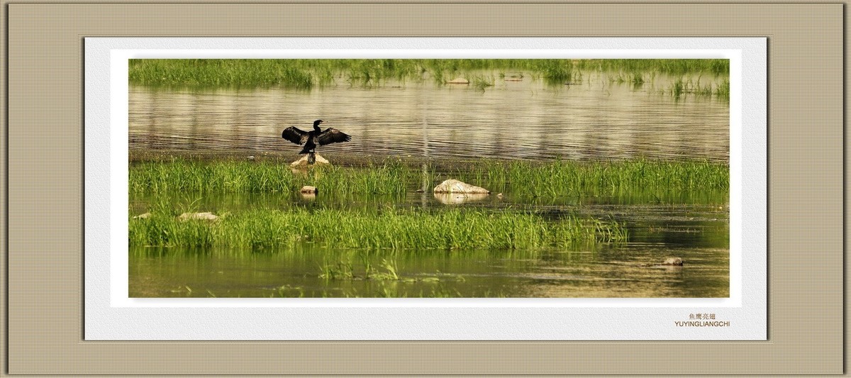 装饰画--鱼鹰展翅