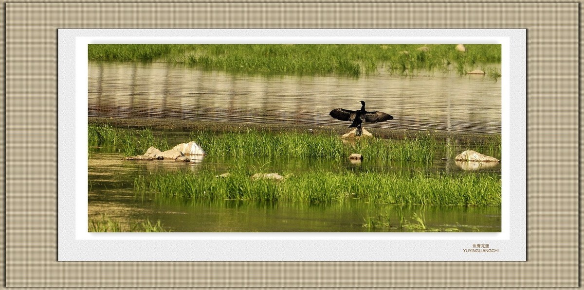 装饰画--鱼鹰展翅