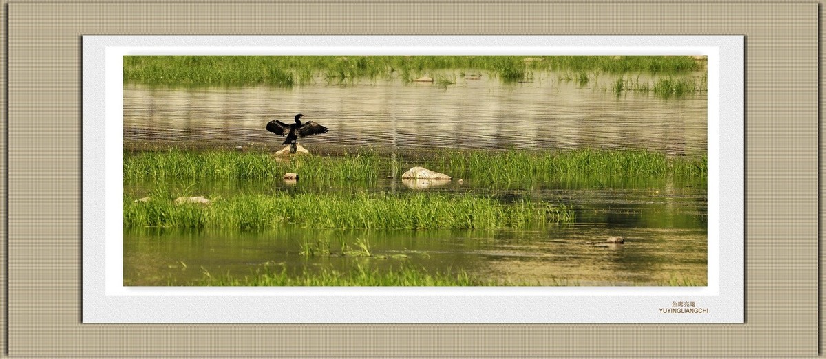 装饰画--鱼鹰展翅