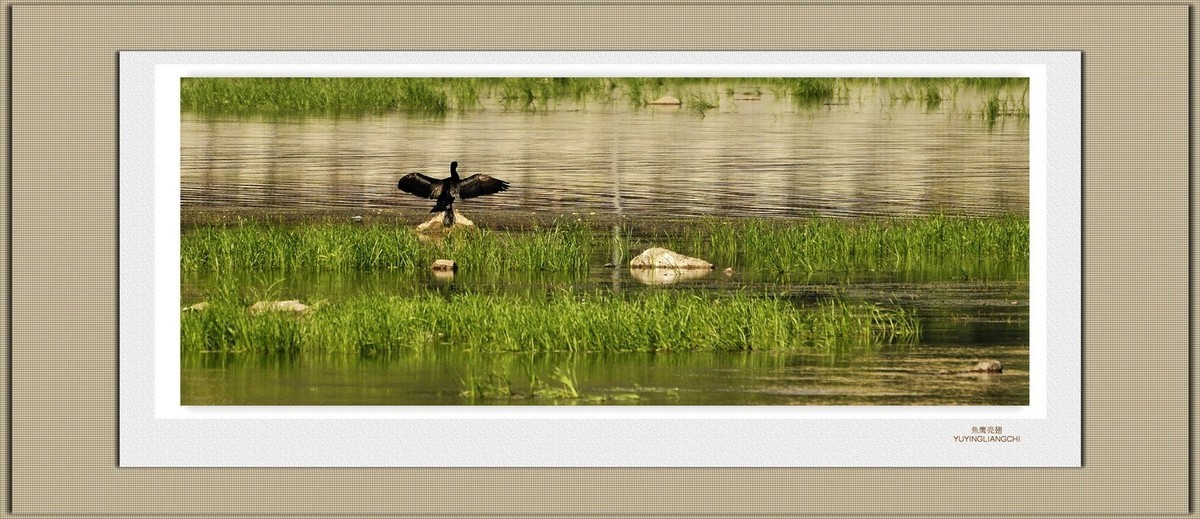 装饰画--鱼鹰展翅