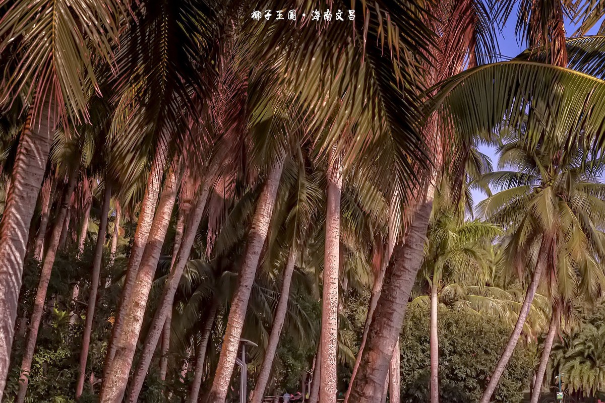 椰子之乡-文昌-椰子大观园（2）