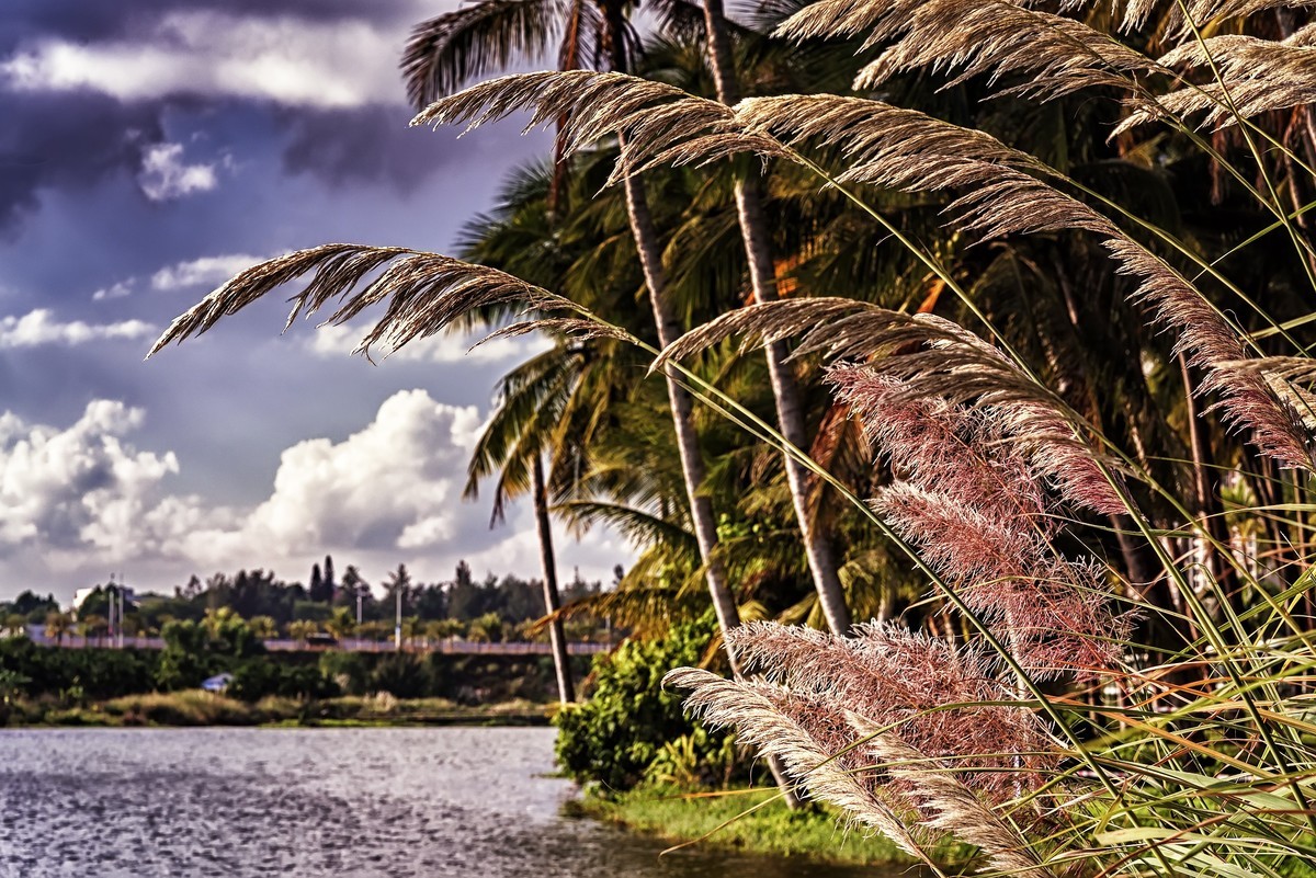 椰子之乡-文昌-椰子大观园（2）