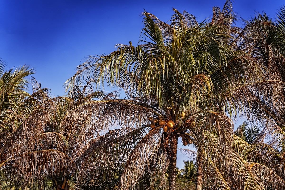 椰子之乡-文昌-椰子大观园（2）