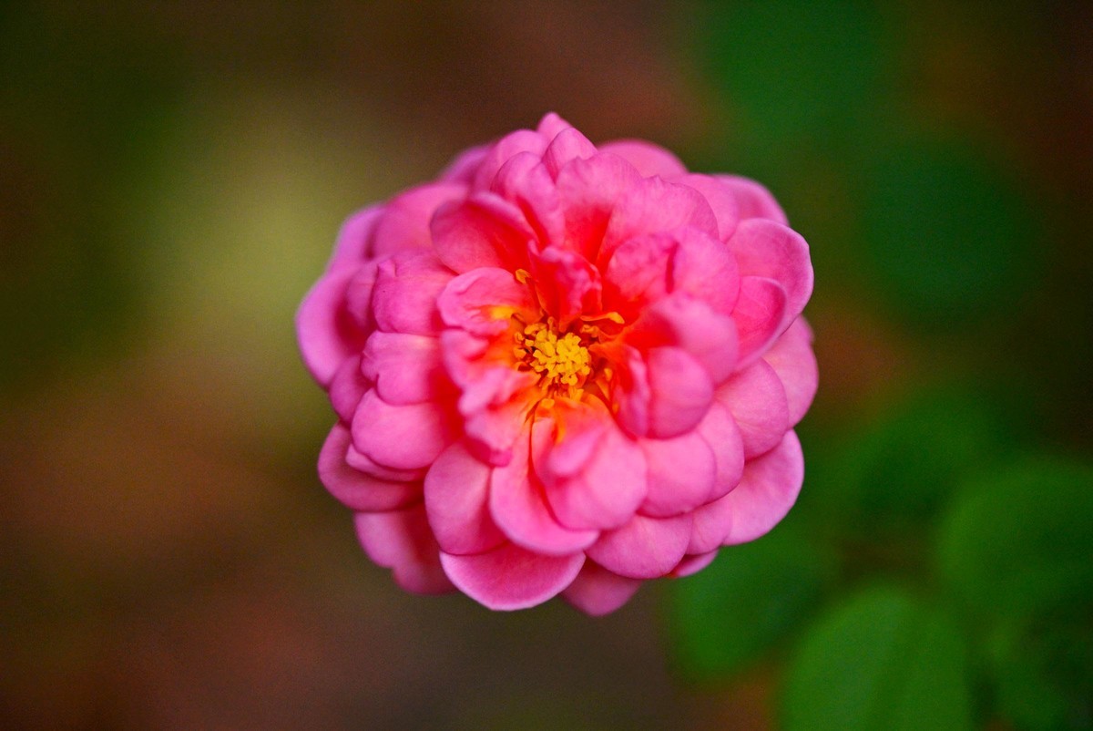 【微距摄影】花卉一组