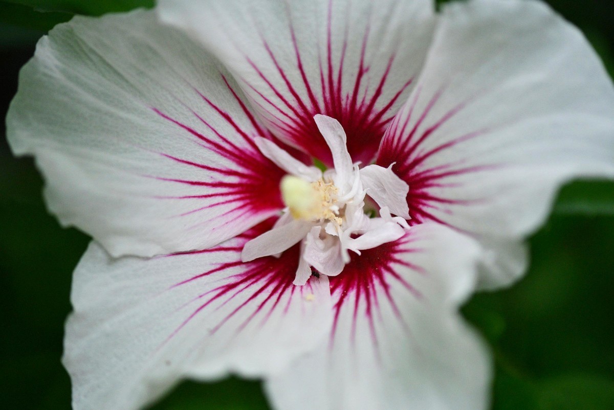 【微距摄影】花卉一组