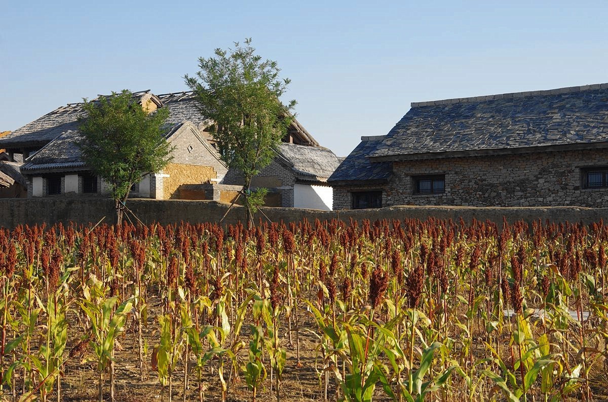 山东高密红高粱影视城-7-中关村在线摄影论坛