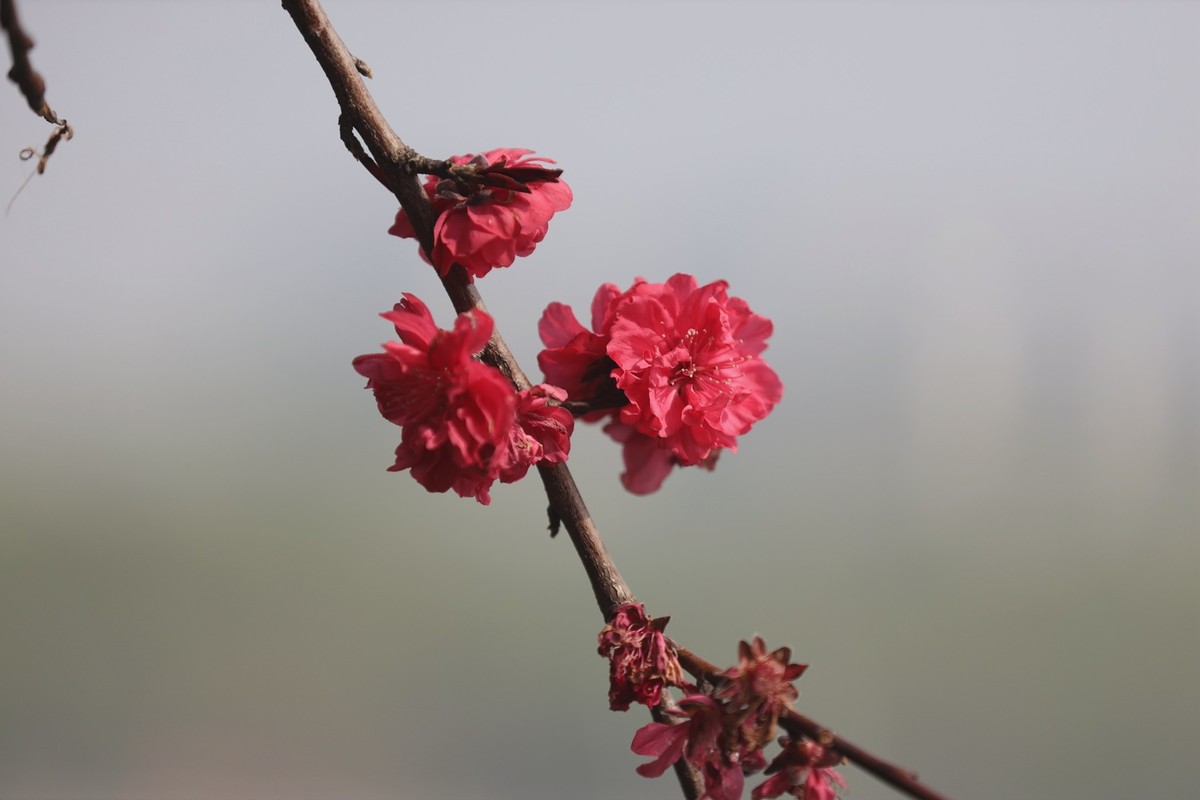 碧桃范