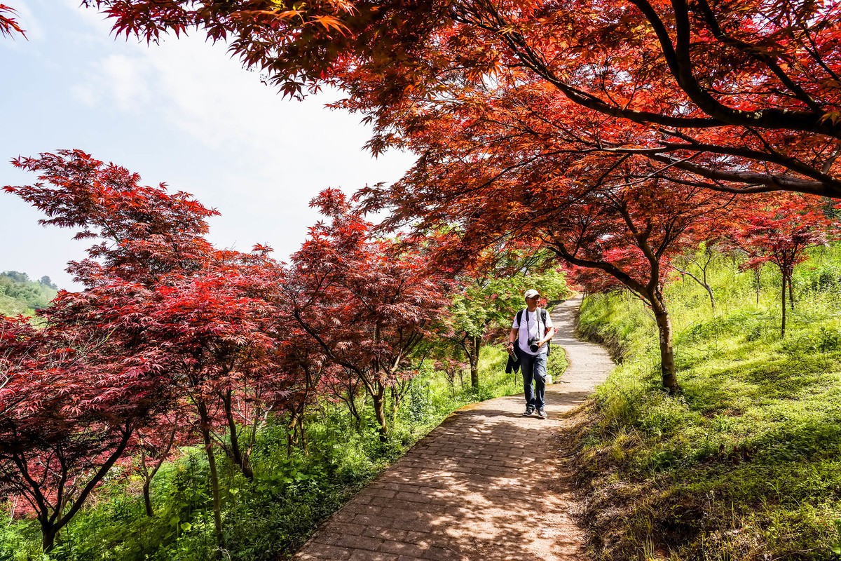 又到满山枫叶红
