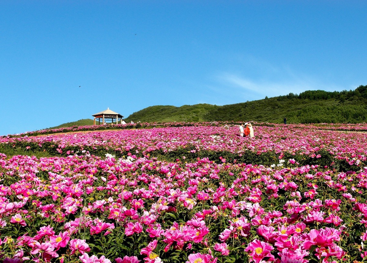 古丰芍药花海