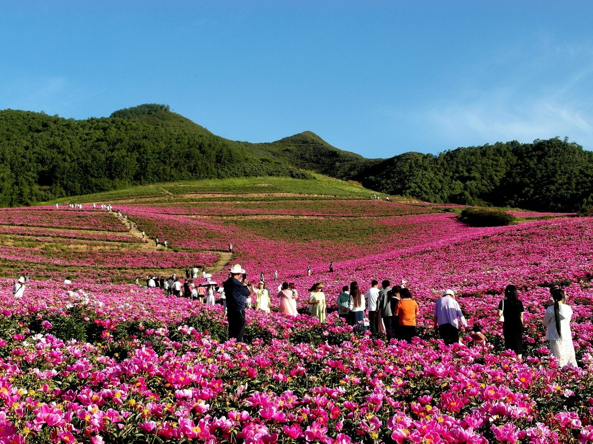 古丰芍药花海