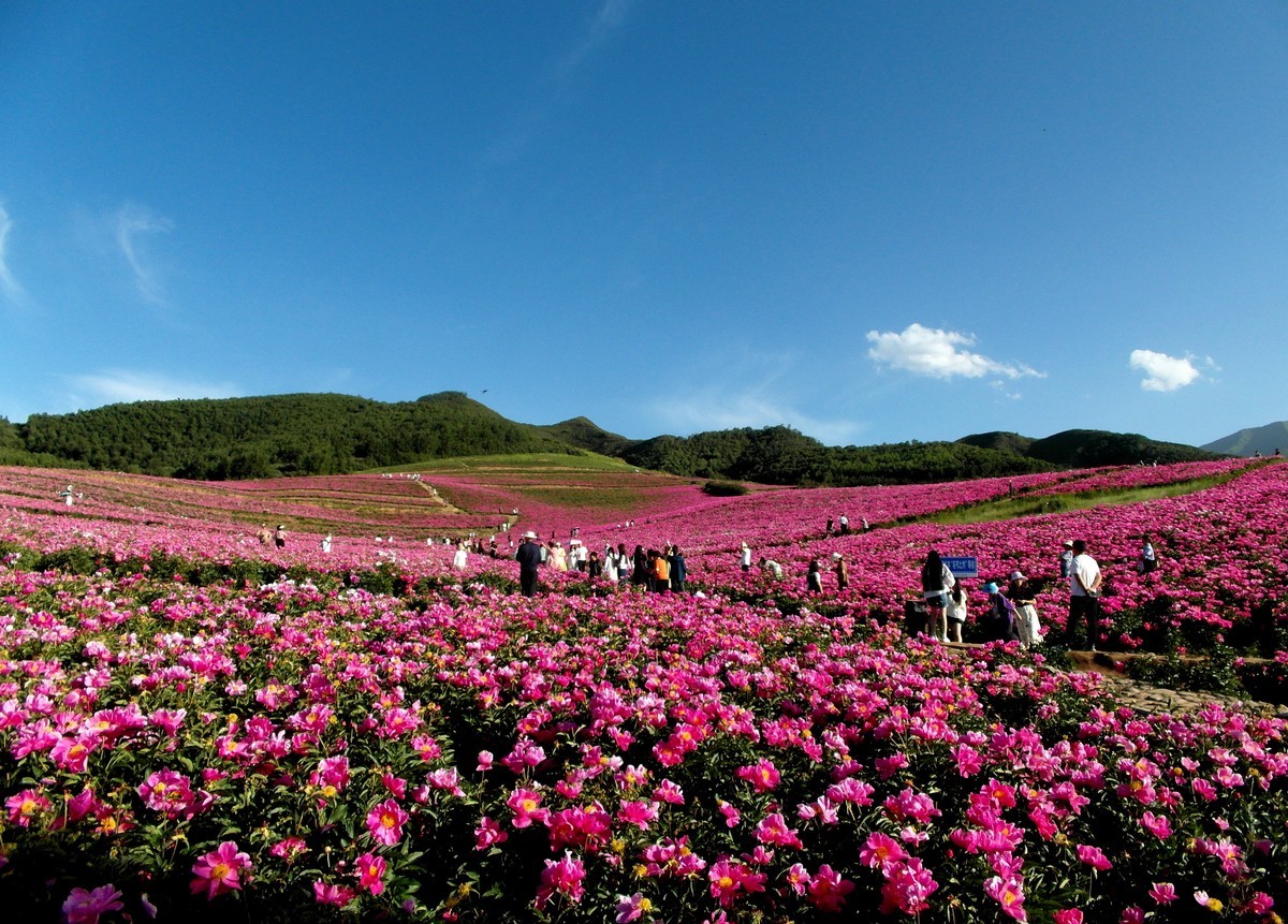 古丰芍药花海