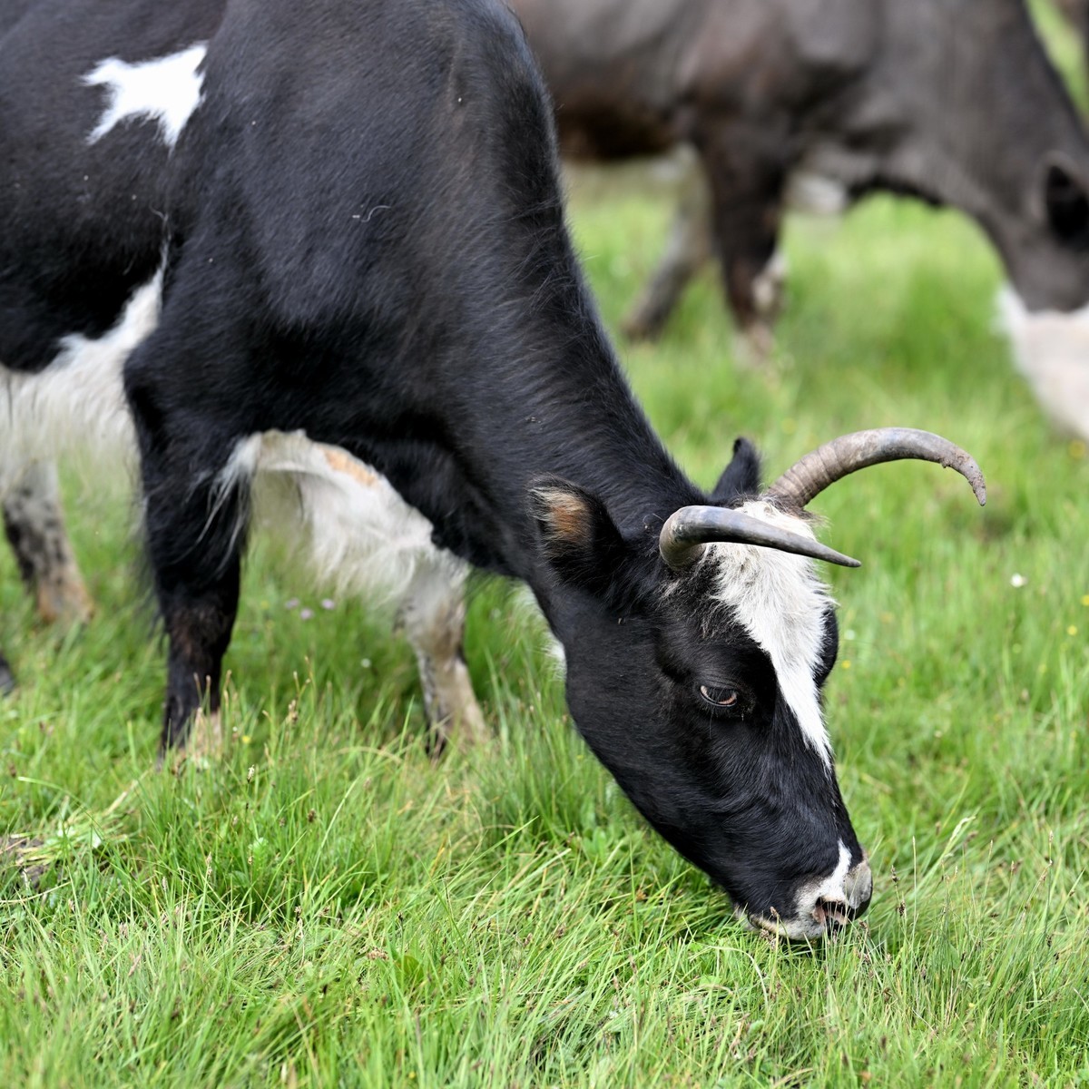 恭喜好友全红荣任安阳星空(中国)版主