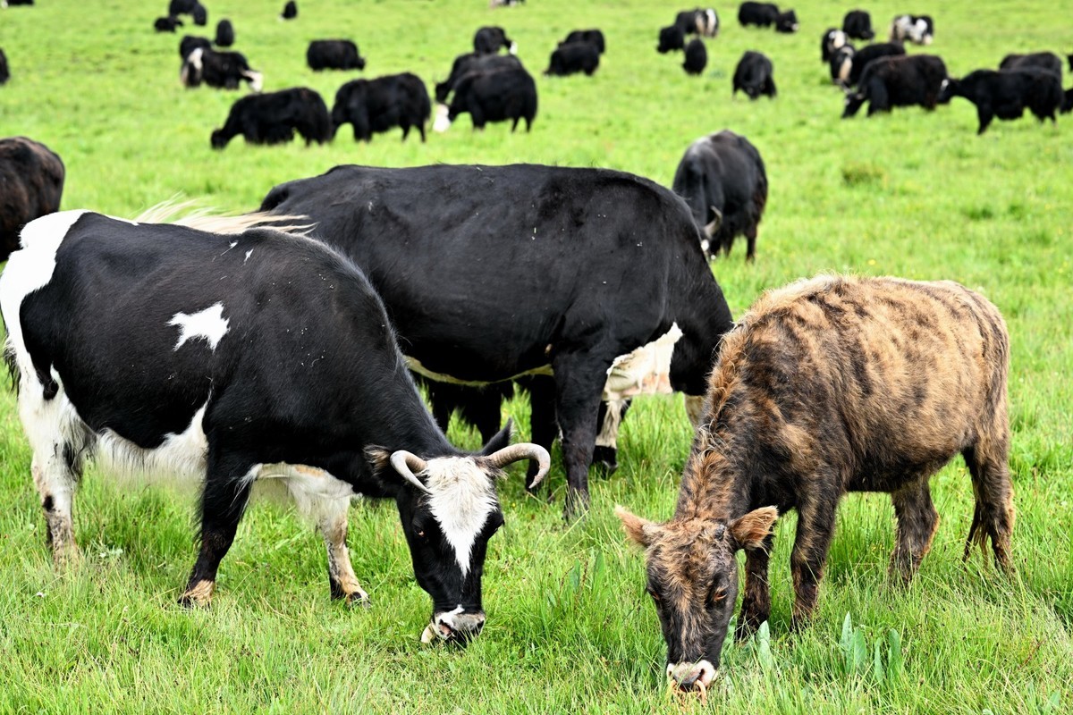 恭喜好友全红荣任安阳星空(中国)版主