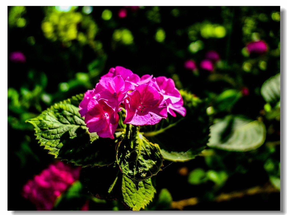 公园光影（南德）