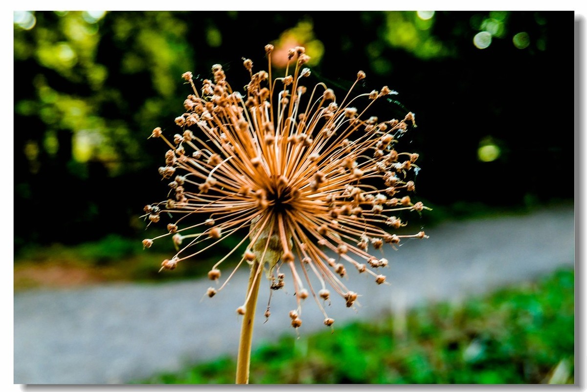 公园光影（南德）