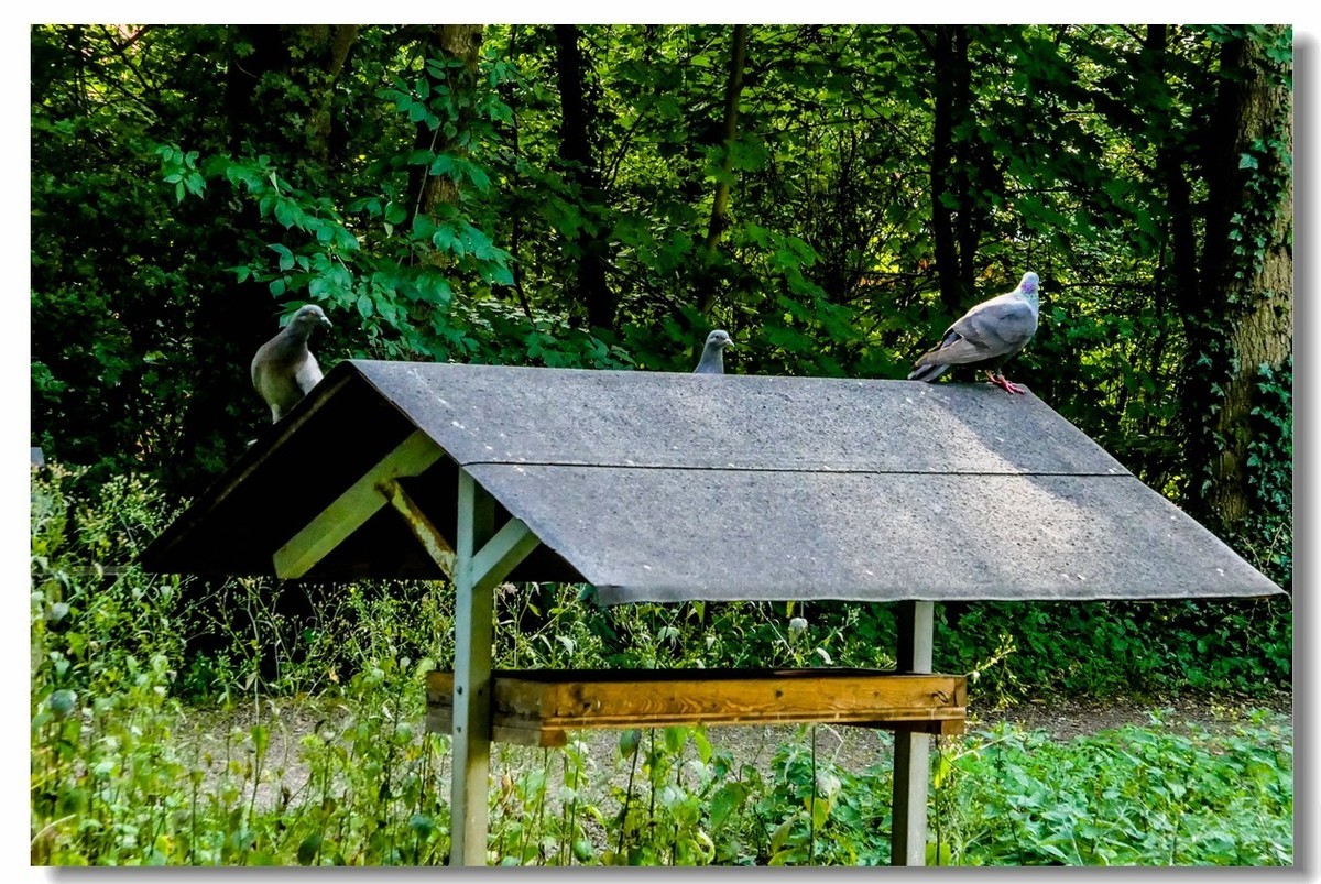 公园光影（南德）