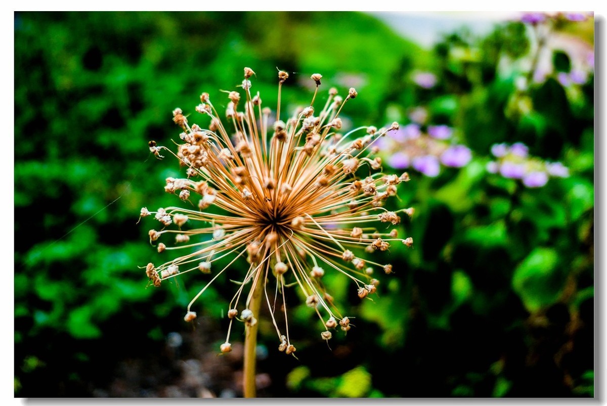 公园光影（南德）