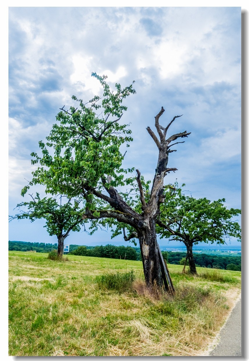 山野游拍（南德）