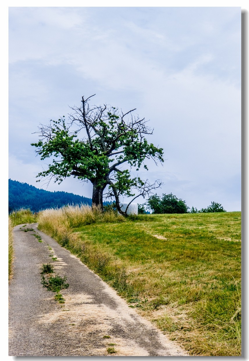 山野游拍（南德）
