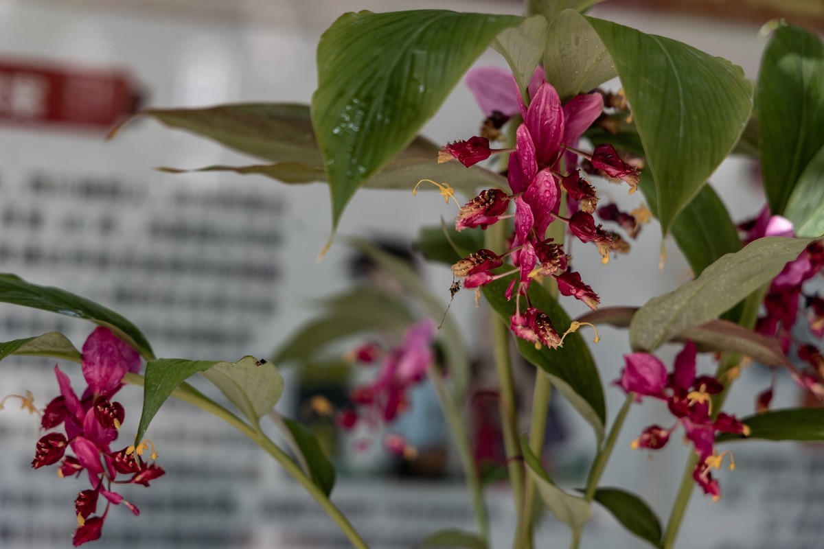 白云禁毒主题公园——姜荷花展（五）