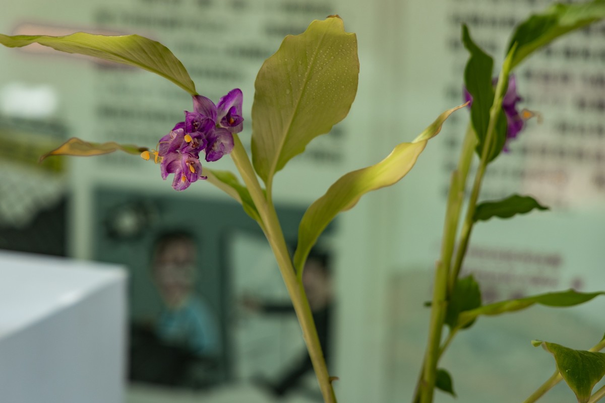 白云禁毒主题公园——姜荷花展（五）