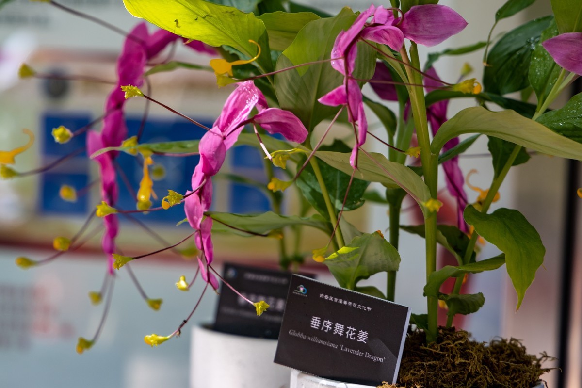 白云禁毒主题公园——姜荷花展（五）