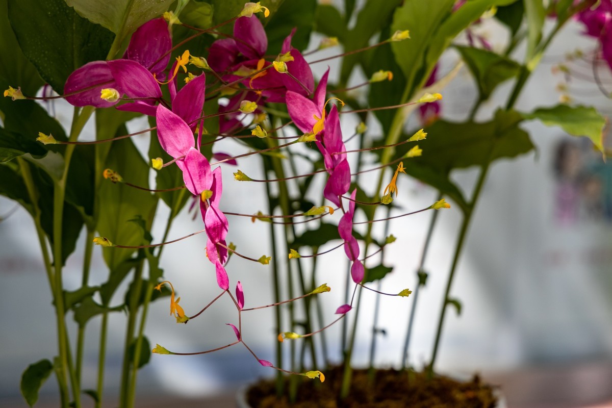 白云禁毒主题公园——姜荷花展（五）