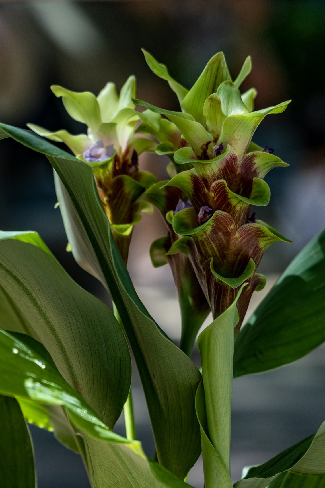 白云禁毒主题公园——姜荷花展（五）