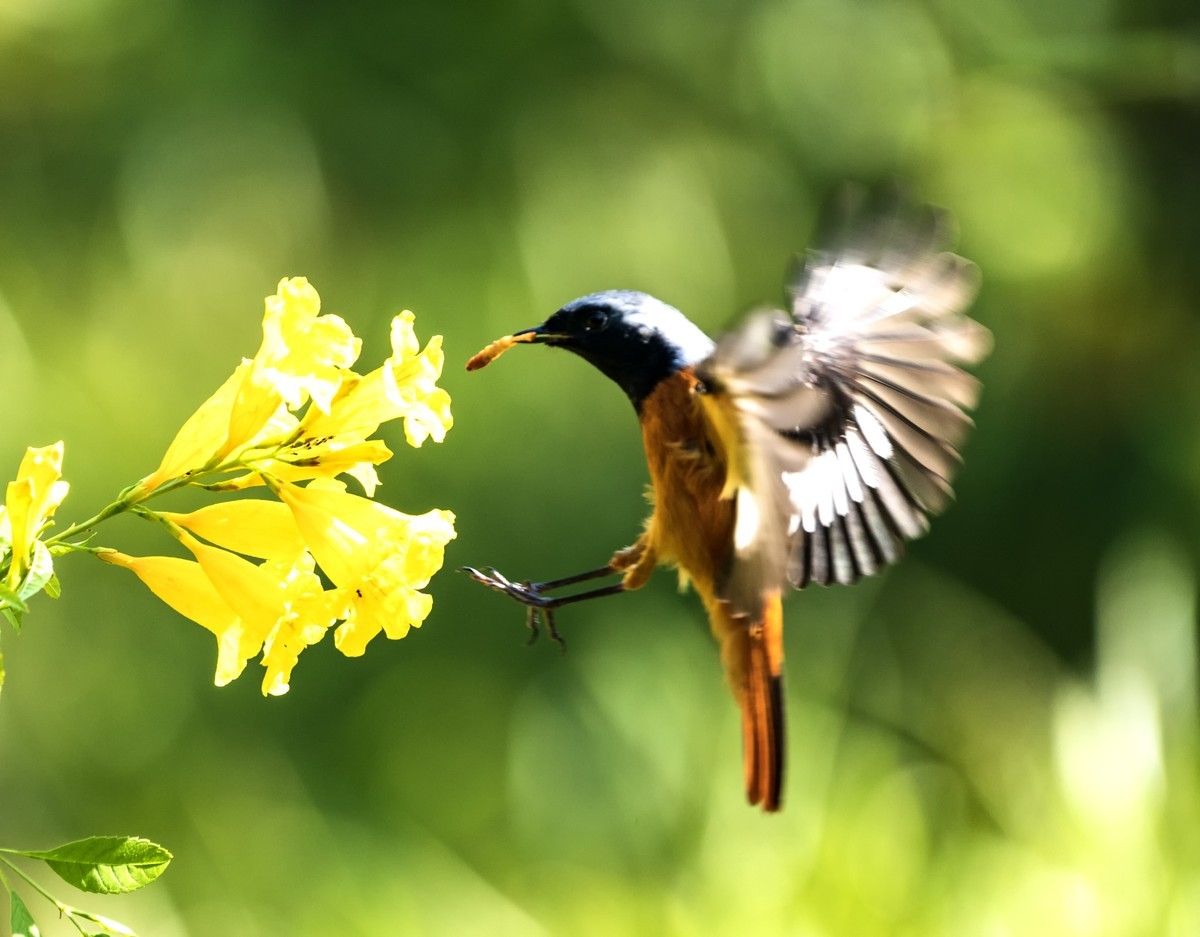 到南方过冬的北红鸟