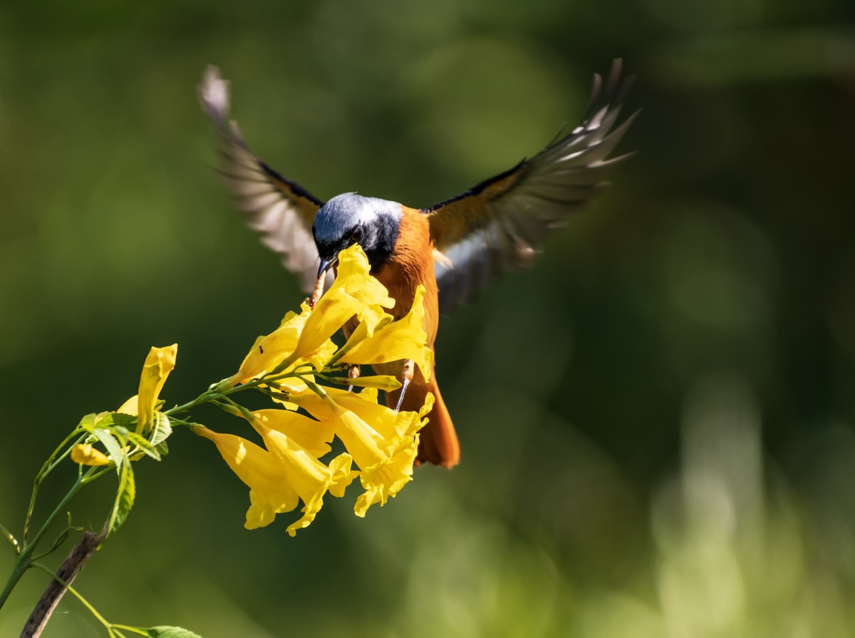 到南方过冬的北红鸟