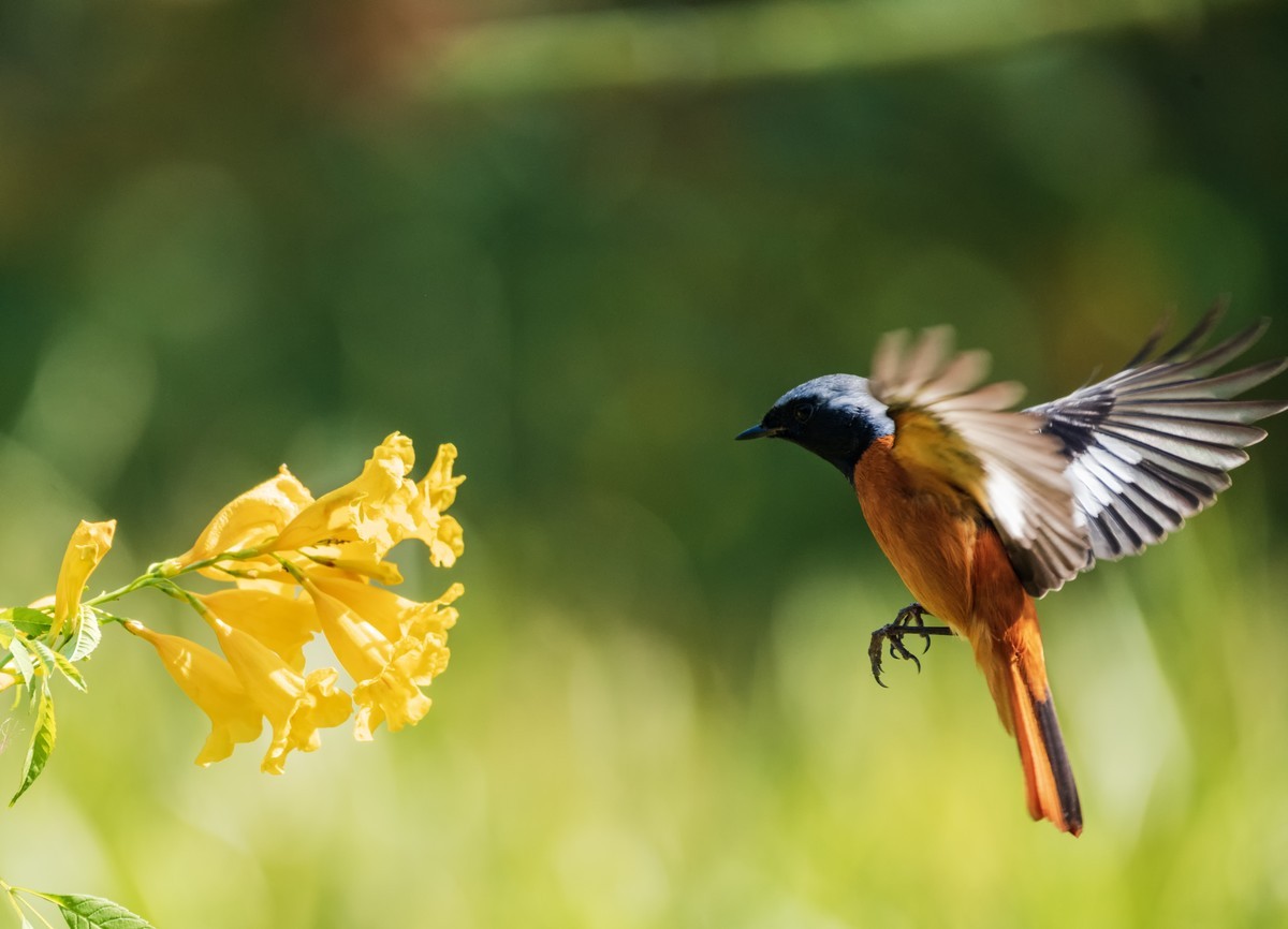 到南方过冬的北红鸟
