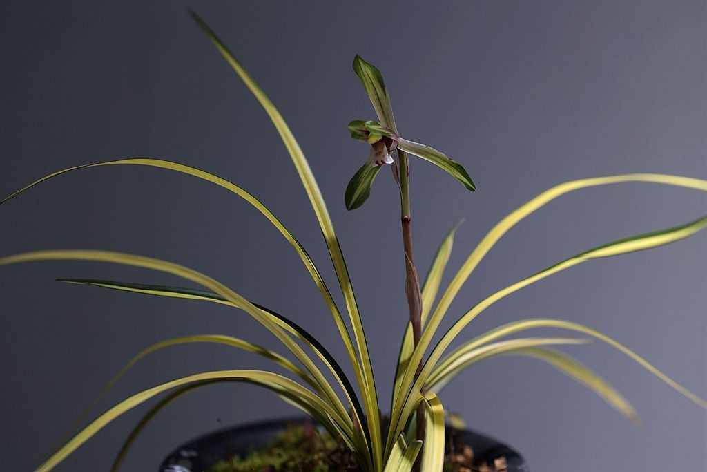 国家植物园第二届兰花展盆景园之国兰