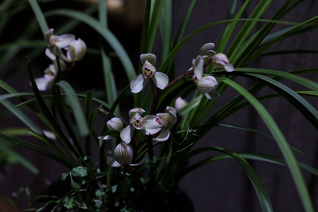 国家植物园第二届兰花展盆景园之国兰