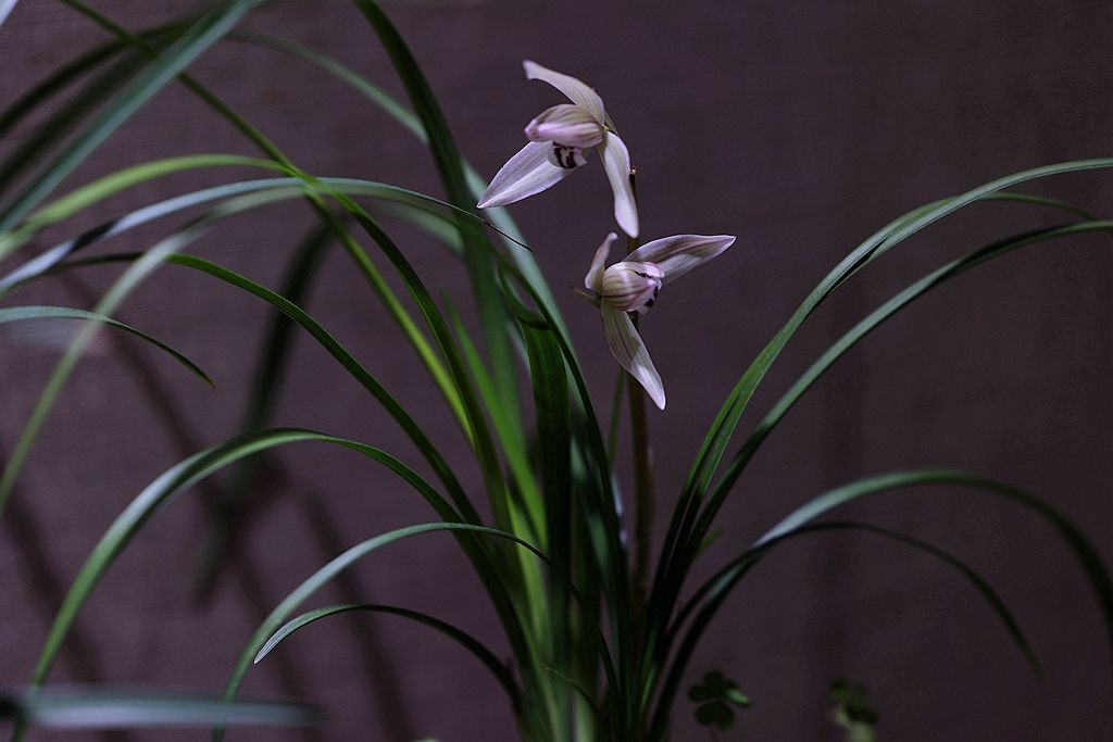 国家植物园第二届兰花展盆景园之国兰