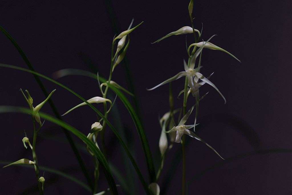 国家植物园第二届兰花展盆景园之国兰