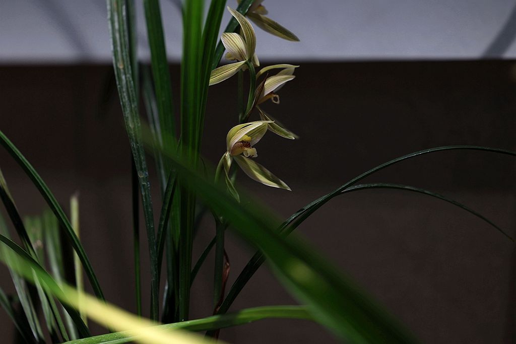 国家植物园第二届兰花展盆景园之国兰